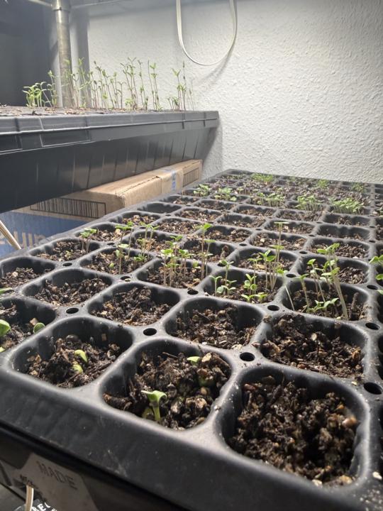 Who’s starting seeds?