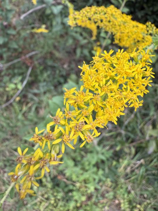 Goldenrod 