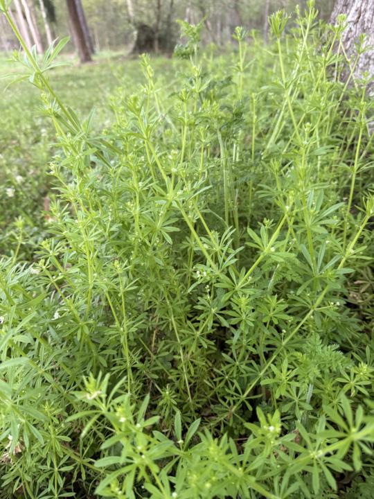 What wild herbs are popping up around you?