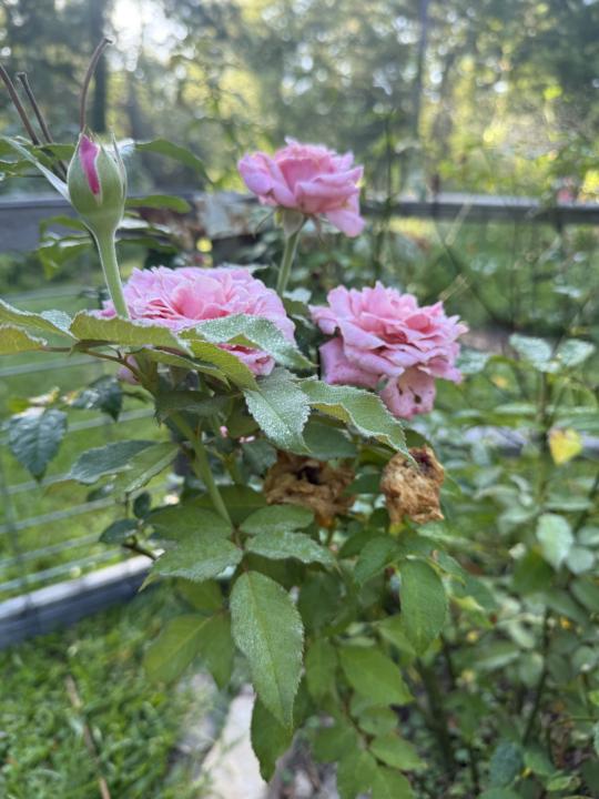 Roses are herbs!
