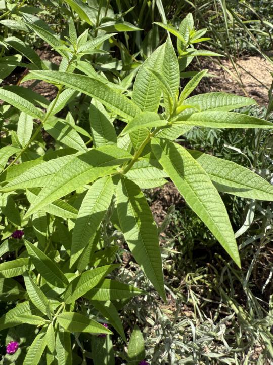 Lemon Verbena 
