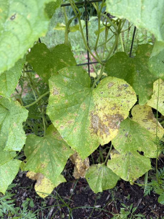 Anthracnose- a common disease in the garden