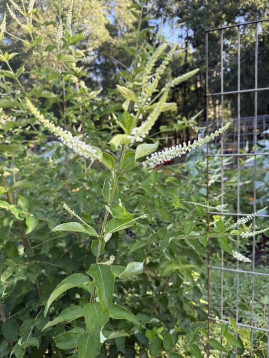 What out of the ordinary herbs are you growing?
