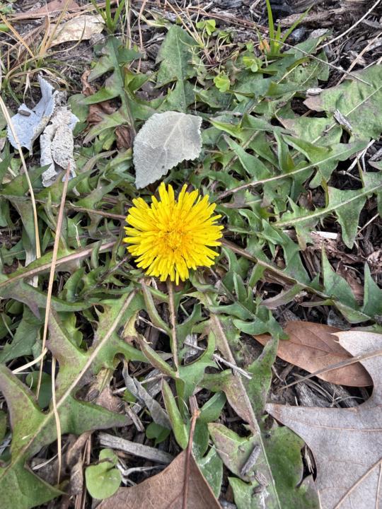 My first dandelion !