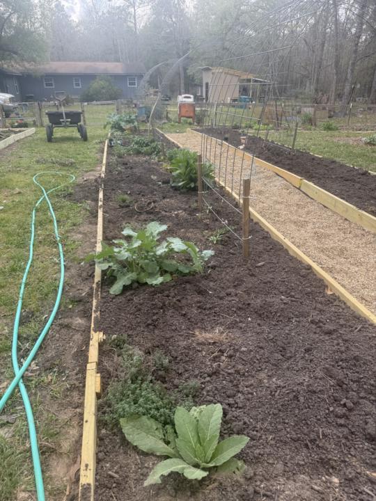 The state of the herb garden 