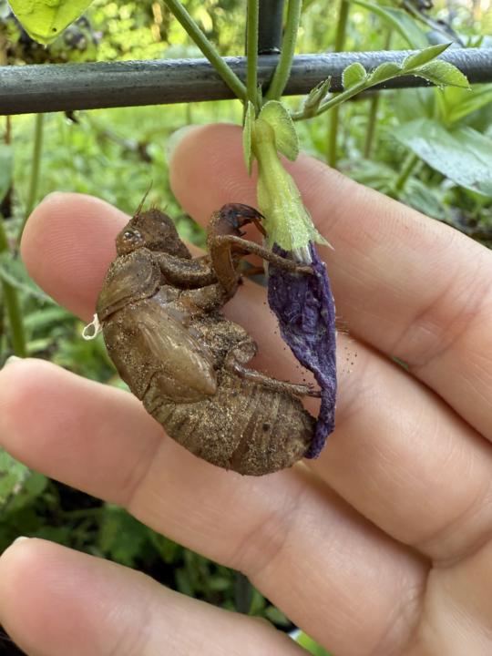 What surprises have you found in the herb garden?