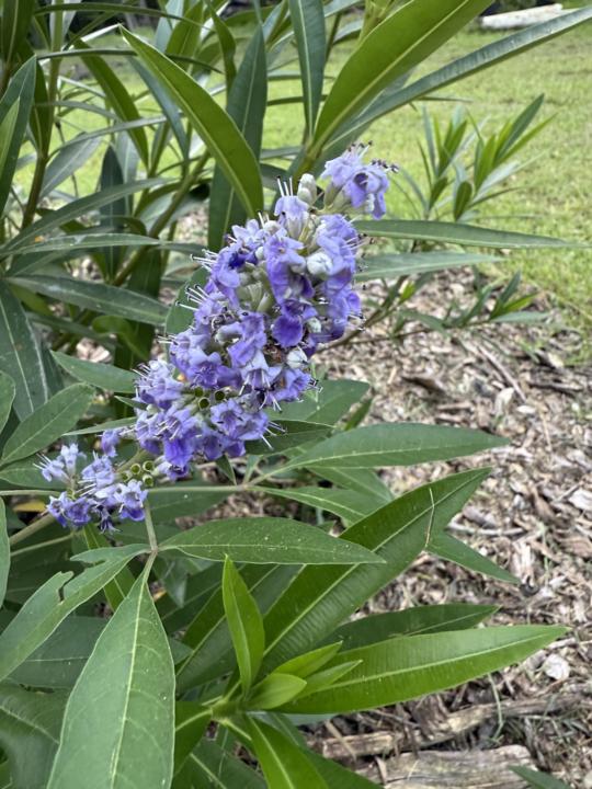 Vitex or Chaste Berry 