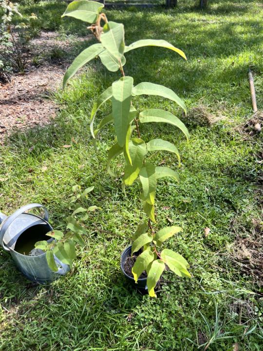 Eucalyptus Citriodora