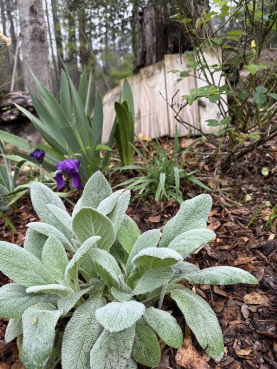Herbs as garden plants 