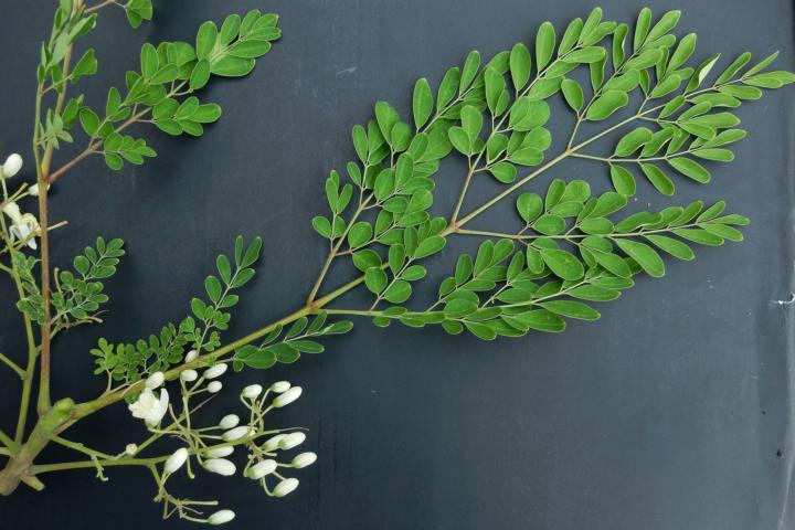Moringa oleifera (Miracle plant)