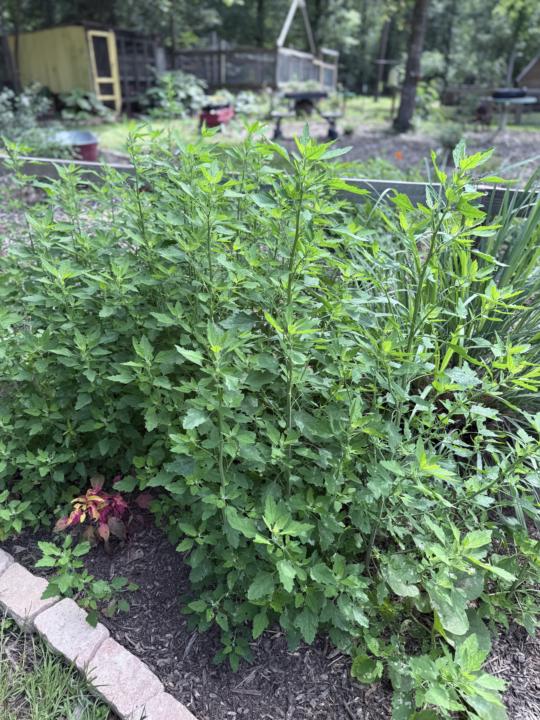 Lamb’s quarter, another healthy “weed”