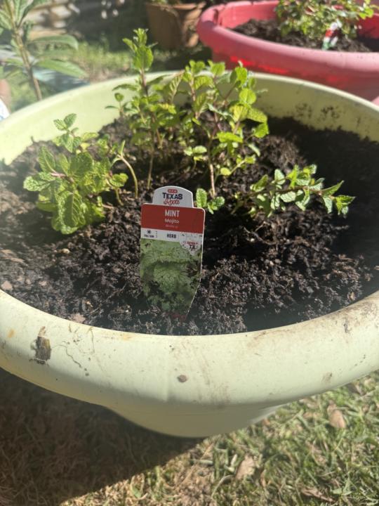 New Mint Plants 