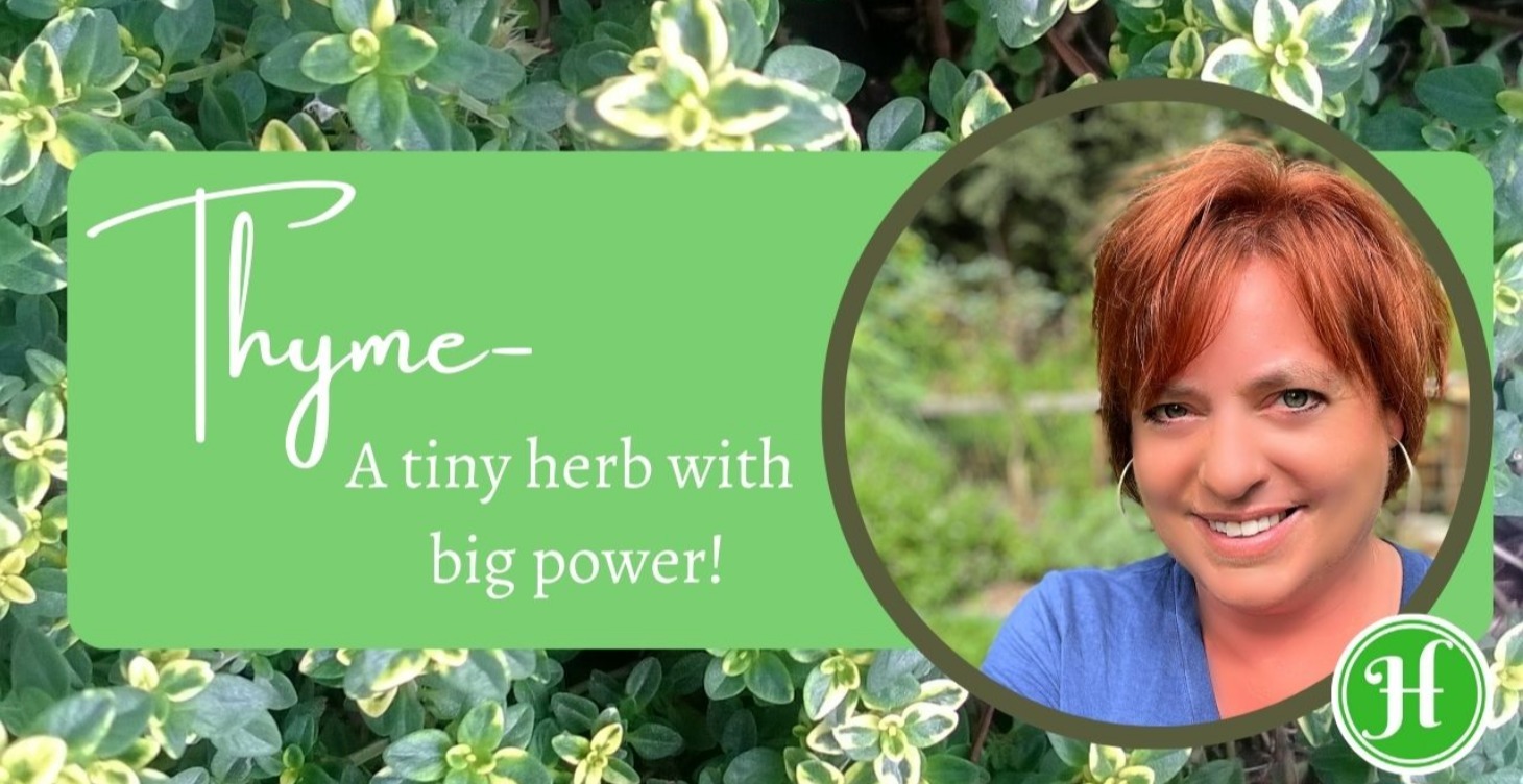 Thyme- Growing & Using Thyme