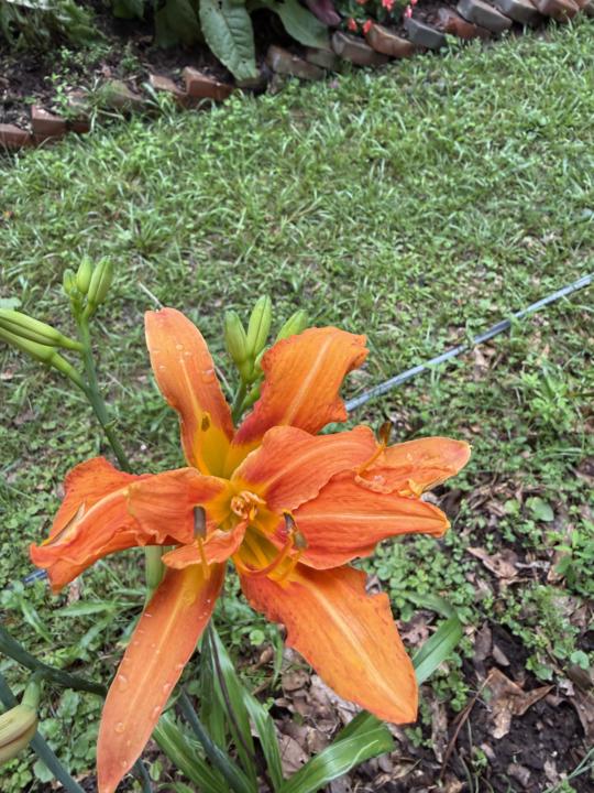 Daylily 