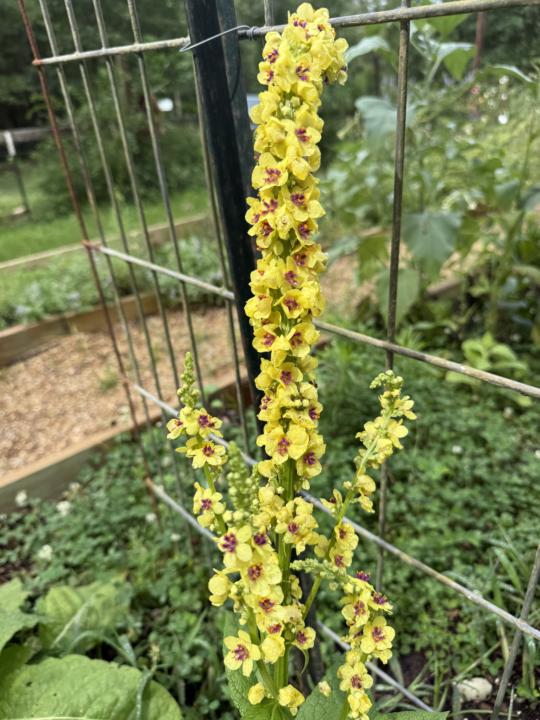 Currently blooming herbs