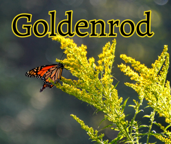Goldenrod 