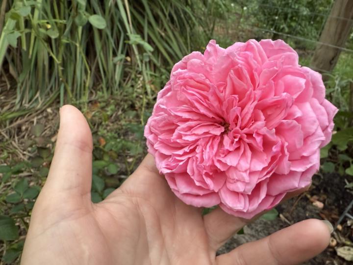 Roses as an herb