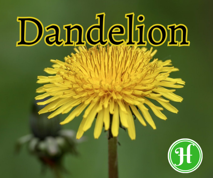 Dandelion- a very misunderstood "weed"