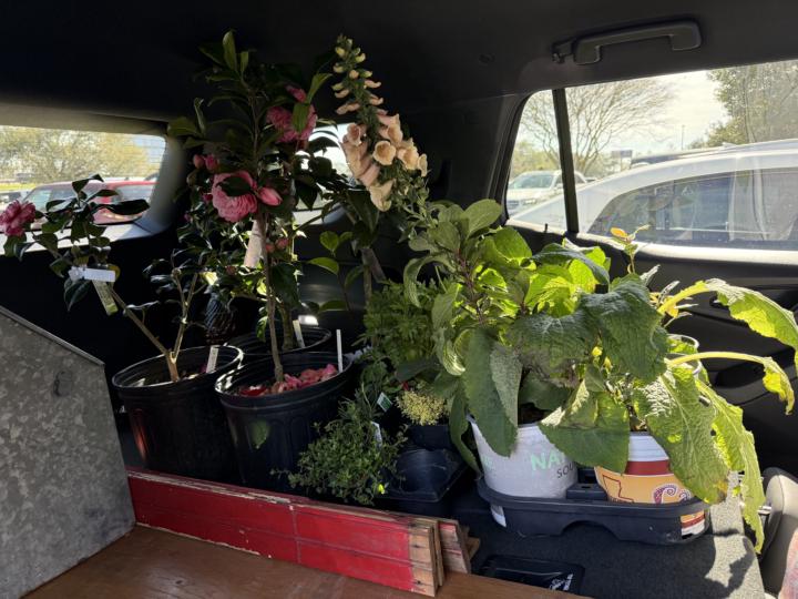 Herb Festivals- do you go to them?