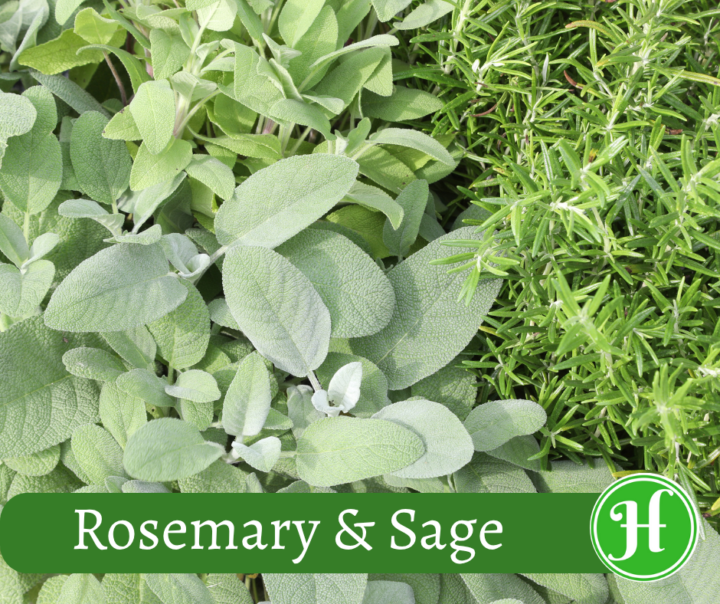 Rosemary and Sage