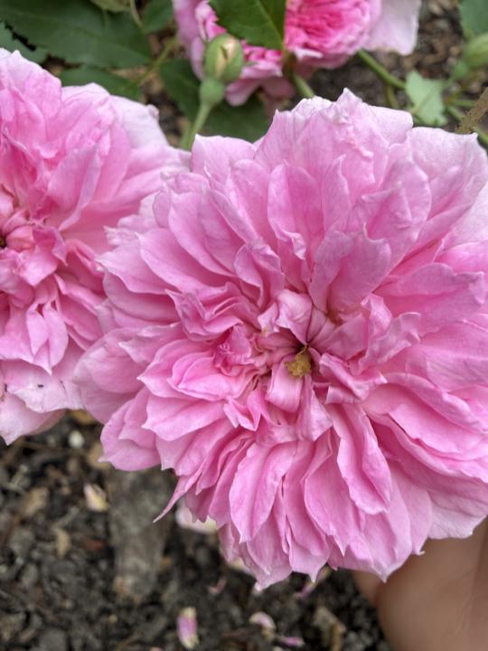 Roses- anyone else grow them?