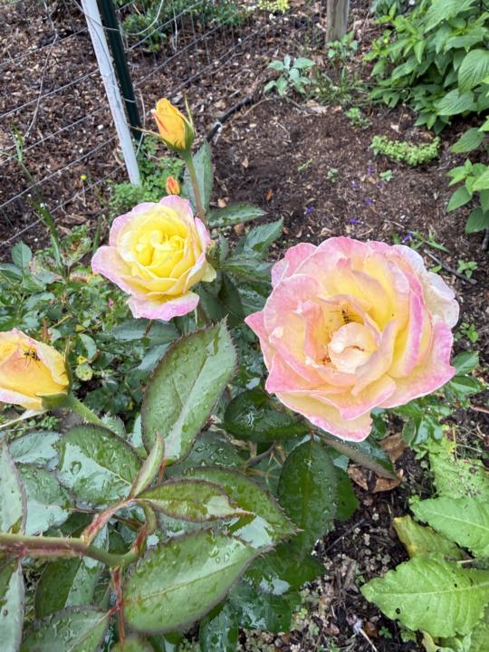 Share a garden photo!
