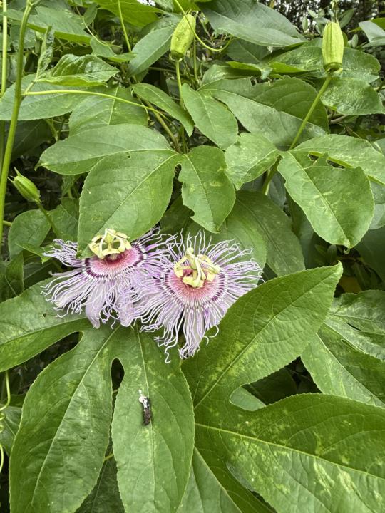 Passion Vine- Herb of the Month