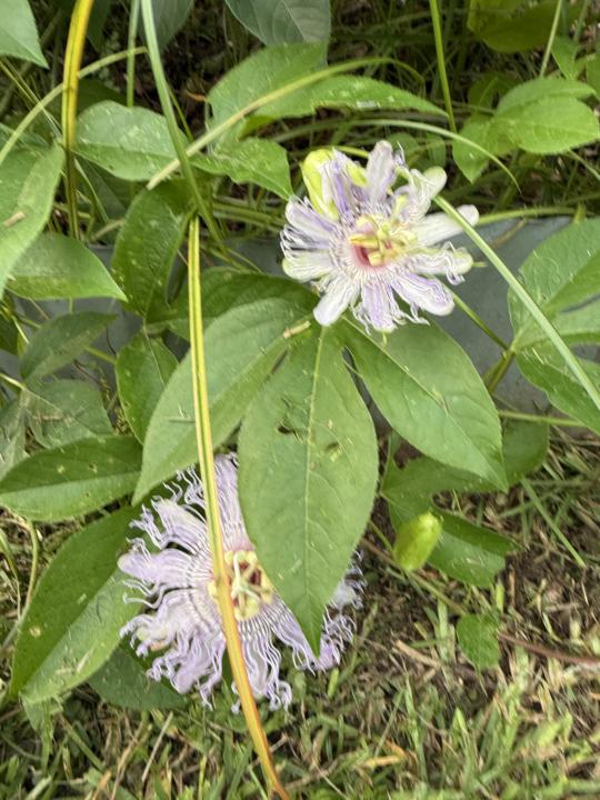 Passion Vine-  June Herb of the Month