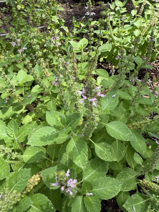 What herbs do you grow in the shade?