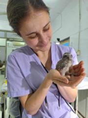 Terézia Johana Gachallová