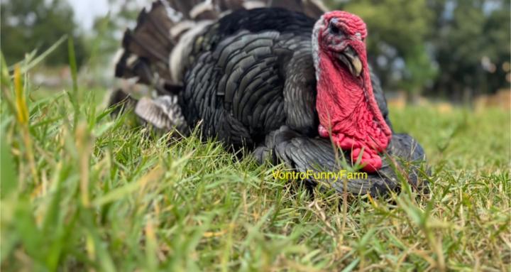 Holistic Homestead Academy 