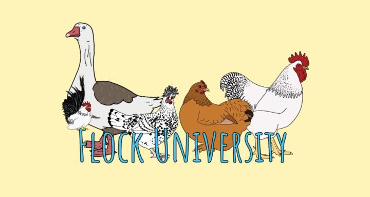 Flock University
