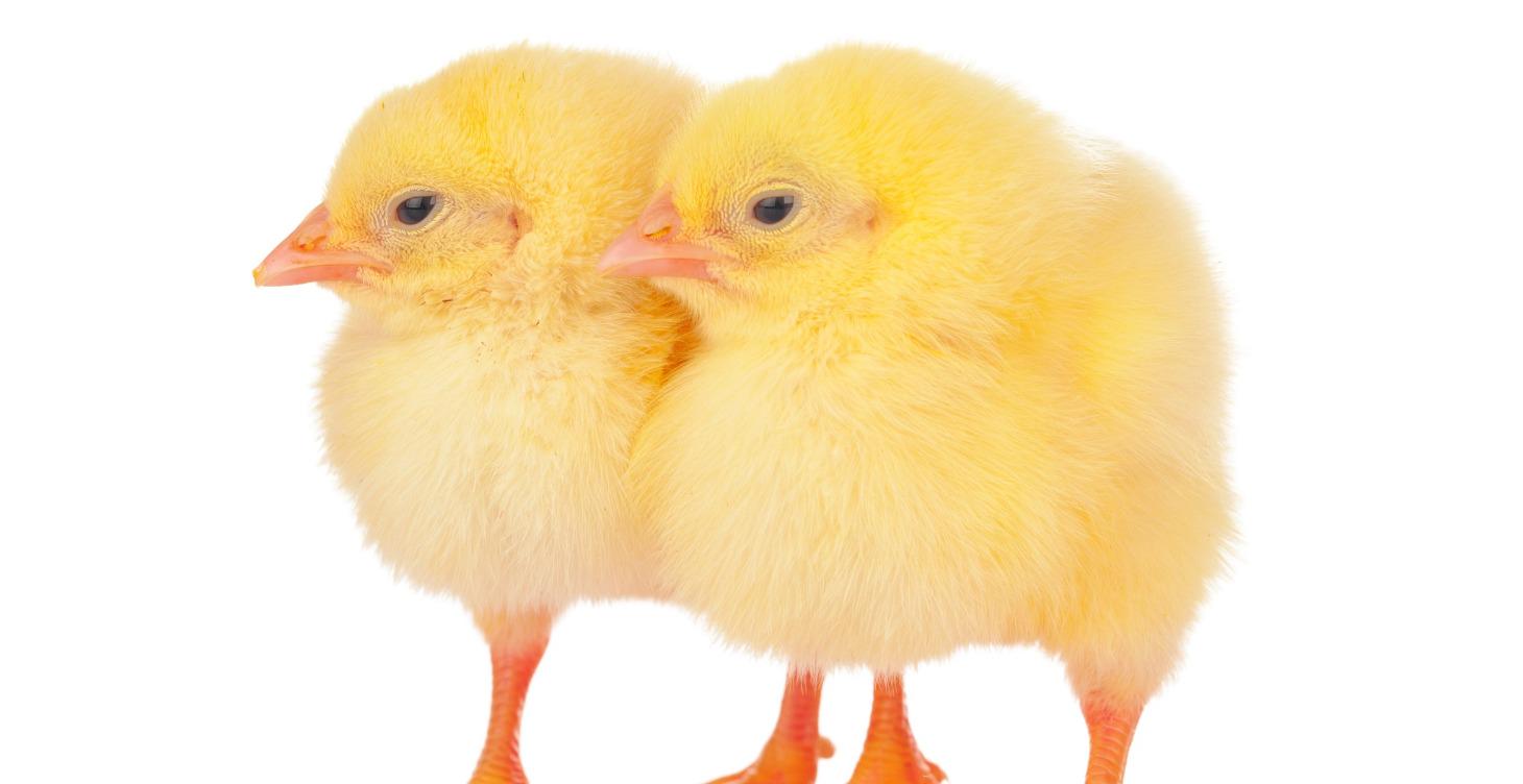 1-3rd Grade Chicken Care