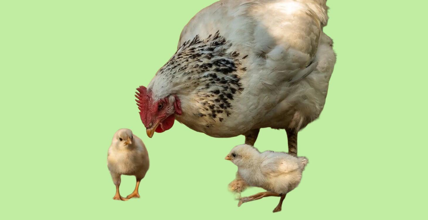 3-7th Grade Chicken Care