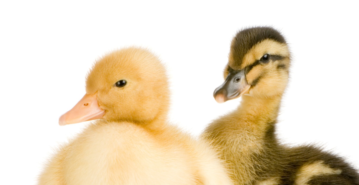 1-3rd Grade Chicken Care