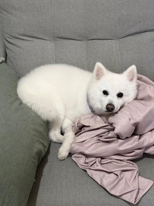 陳 盈辰