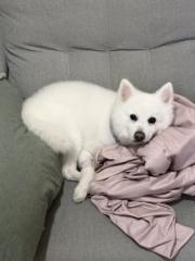 陳 盈辰