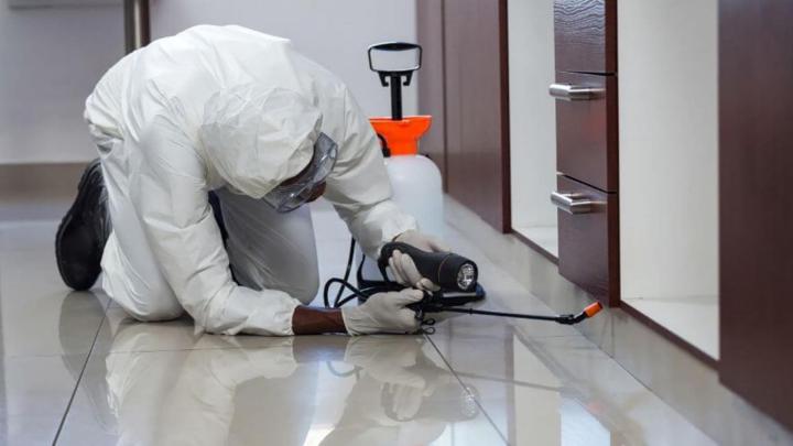 Comparing the Top 8 Pest Control Companies and What Sets Them Apart