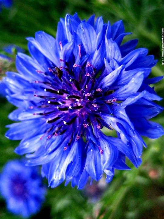 Anne-Cécile Javelle