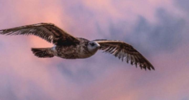 The Lazaire Life Group