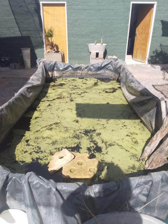 Jean Bouwer’s Duckweed Pool