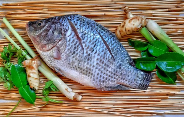 🌱 Tilapia vs. Goldfish vs. Catfish — What’s the Best Aquaponics Fish?