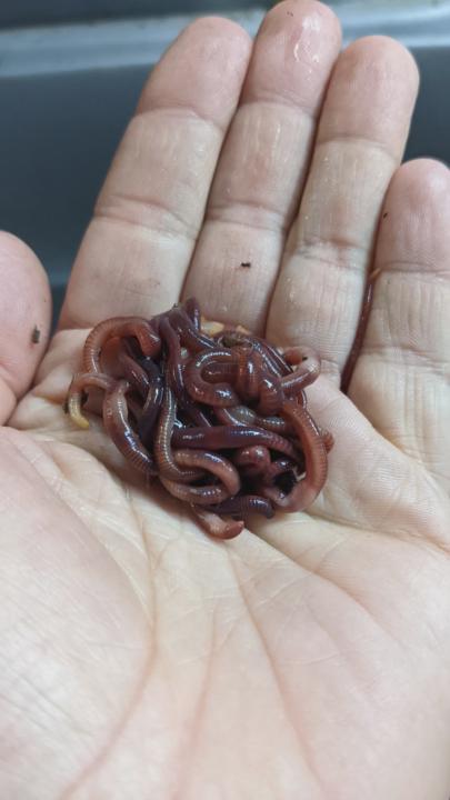 Using Worms in Aquaponics