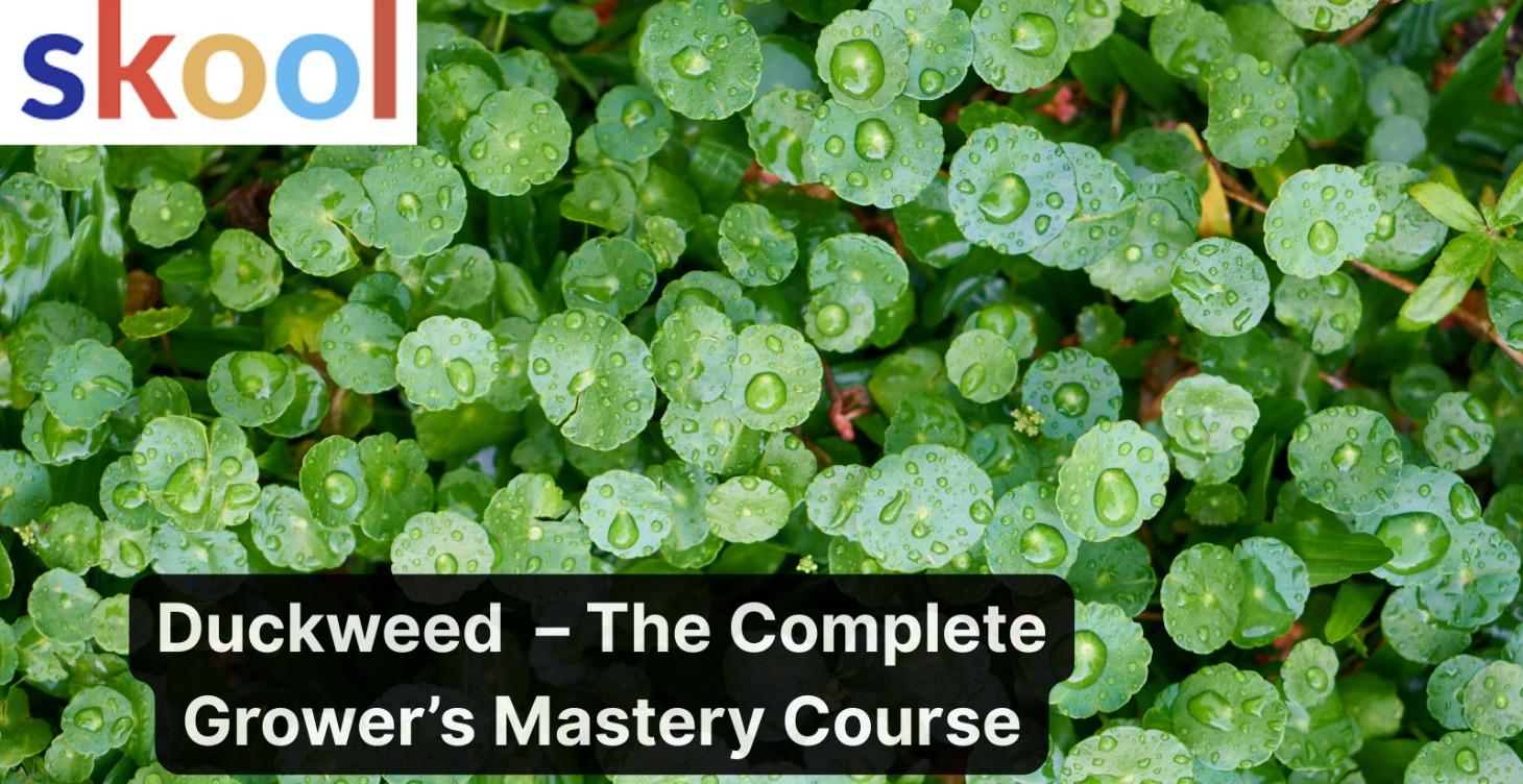 Duckweed  – The Complete Grower’s Mastery Course