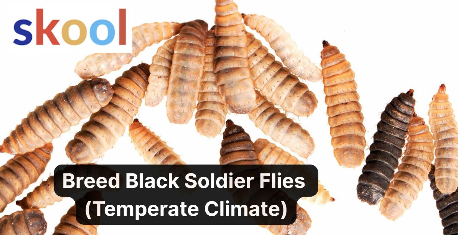 Breeding Black Soldier Flies