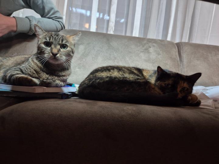 Katzen K