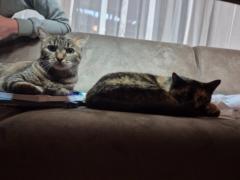 Katzen K