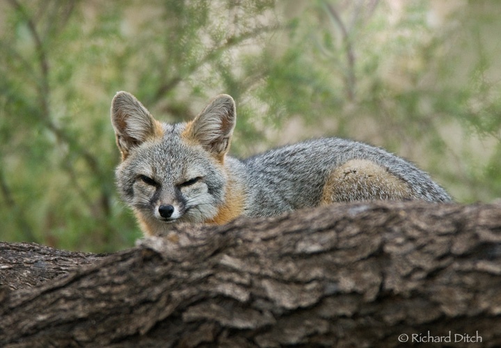 Moxy Foxpaw