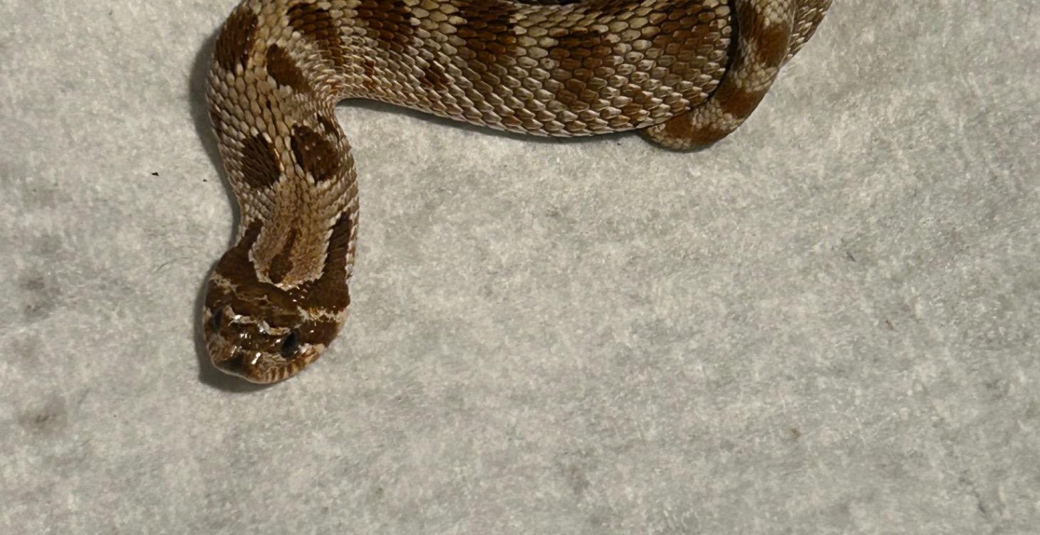 Introduction to the reptile world!
