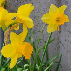 Test Account